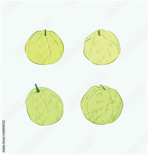 Tropical green Taiwanese Guava with different angles in cute realistic illustration art design 