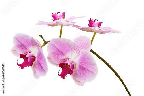 Fototapeta Naklejka Na Ścianę i Meble -  Purple orchid flower, Pink phalaenopsis (moth) orchid isolated on white background, with clipping path