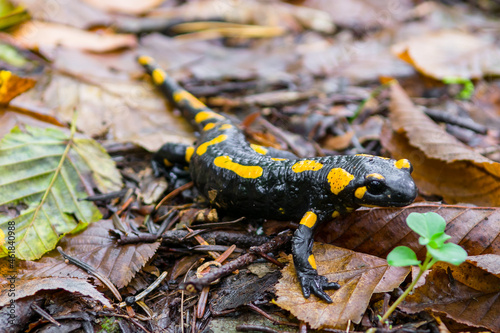 The fire salamander (Salamandra salamandra)  in forest © Aneta