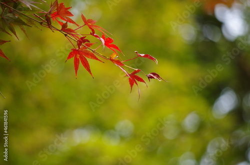 バックが緑色、手前にカラフルなモミジ The back is green. Colorful maple in the foreground