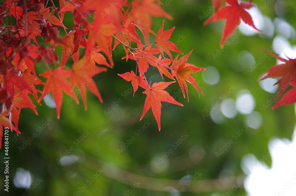 バックが緑色、手前にカラフルなモミジ
The back is green. Colorful maple in the foreground バックが緑色、手前にカラフルなモミジ
The back is green. Colorful maple in the foreground