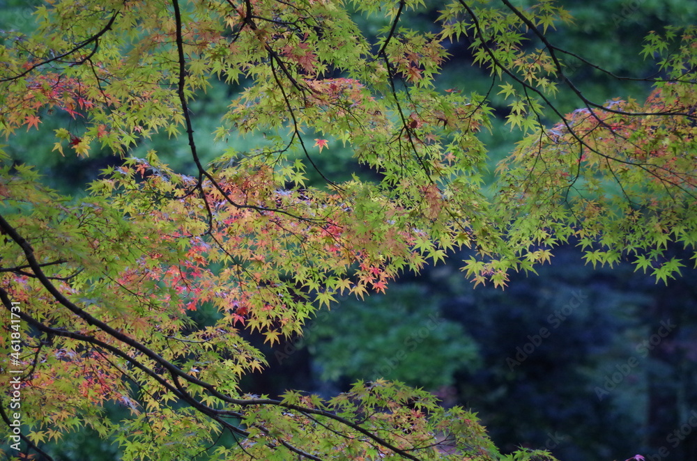 バックが緑色、手前にカラフルなモミジ
The back is green. Colorful maple in the foreground