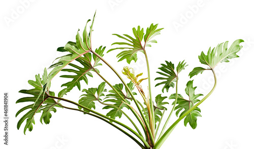 Philodendron Xanadu  Xanadu leaves  isolated on white background  with clipping path   