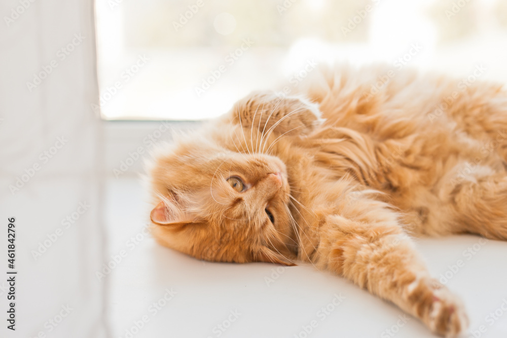 orange cat lying on the window sill