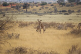 Two young giraffes are in the Kalahari Desert, Namibia.
