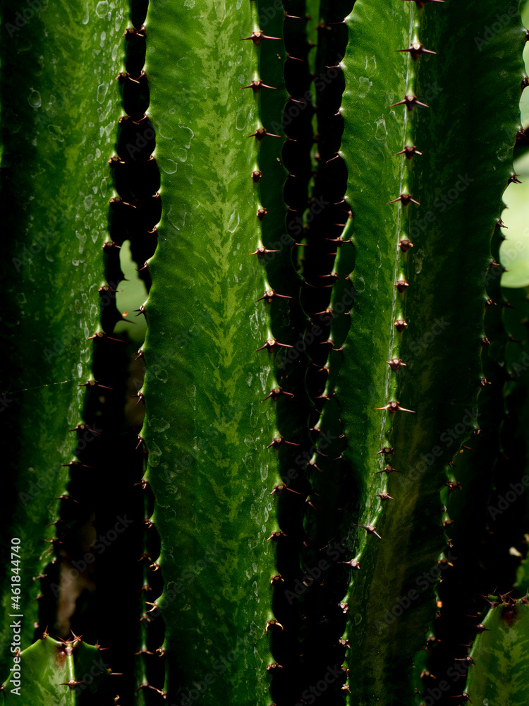 Naklejka premium green cactus close up