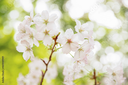 Plum  cherry or apple tree in blossom  spring time  new season beginning. 