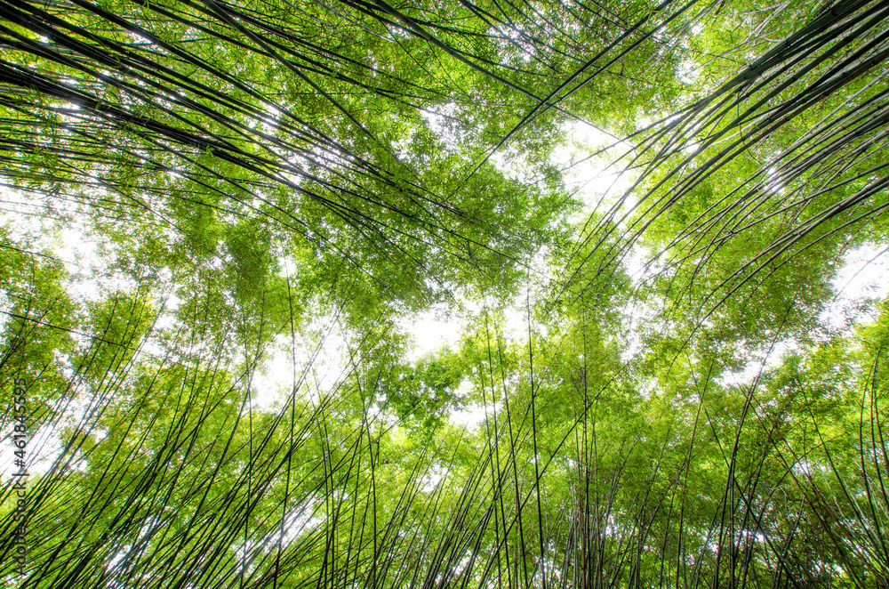 Naklejka premium Group of fresh green bamboo tree in rain forest rising to the sky in dark tone