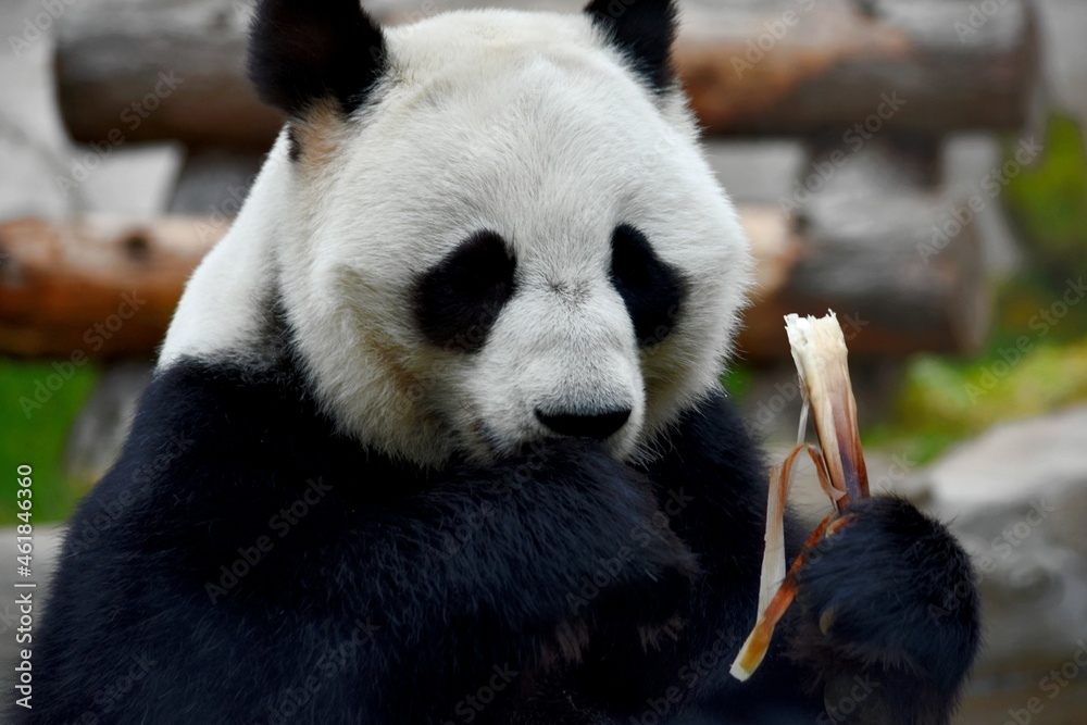 panda head at the Moscow zoo Moscow Russia October 2021. .photo