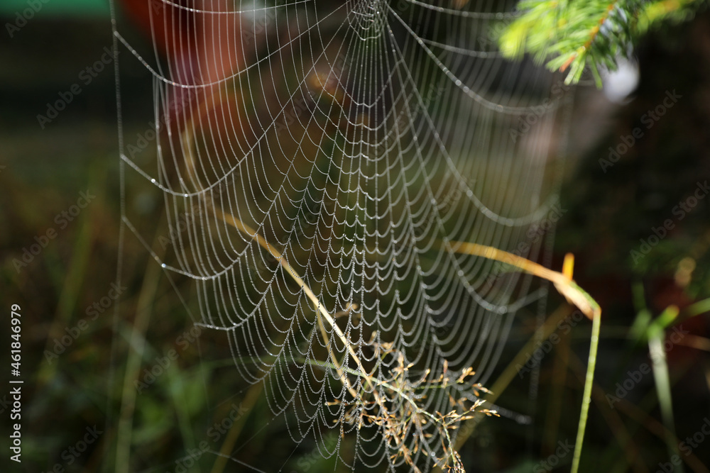 Closeup view of spider web in countryside