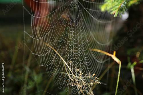 Closeup view of spider web in countryside