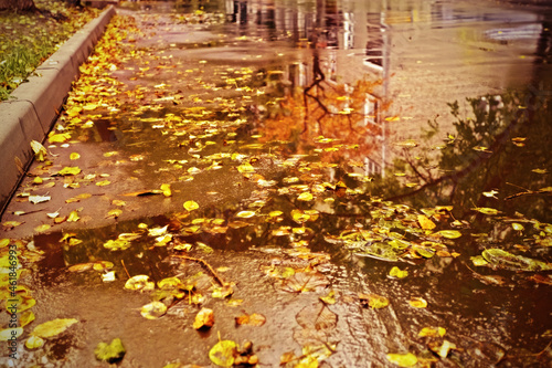 Fototapeta Naklejka Na Ścianę i Meble -  Yellow autumn leaves lie on the wet asphalt.