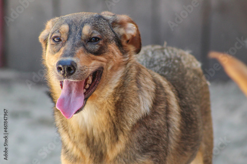 dog with a protruding tongue