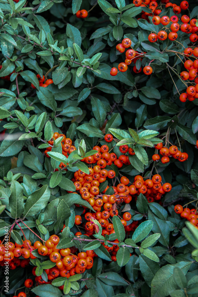 red and green leaves red and green leaves