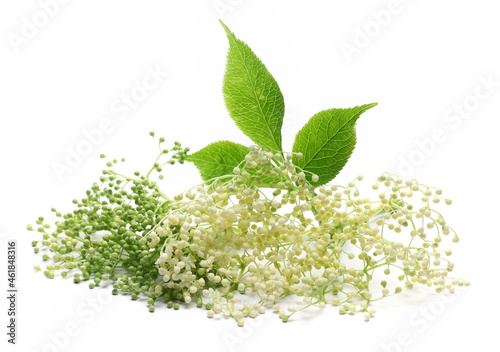 Elder, elderberry plant with young flowers and leaves isolated on white background