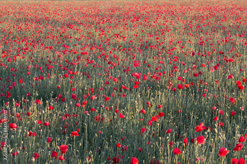 Field of poppies in the rays of the setting sun © Andreas