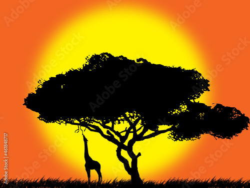 girafee silhouette of a tree photo