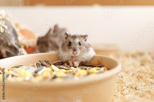 Photos The hamster is eating grains