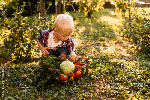 The toddler examines a basket of vegetables