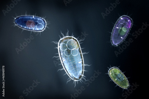 Transparent protozoon or unicellular organism - 3d illustration photo