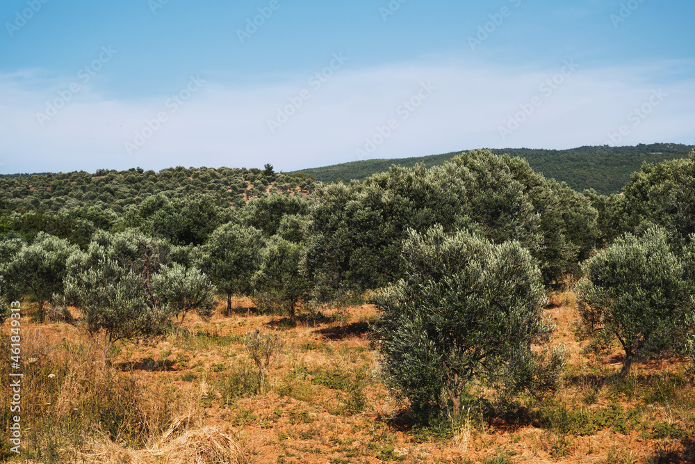 Landscape view of Olive Farm.