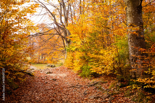 The countryside landscape of autumn forest in the mountains