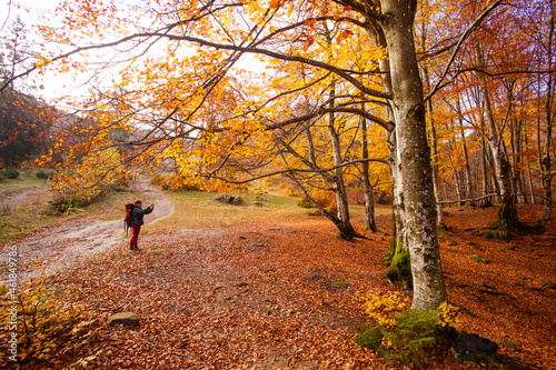 The woman in the autumn forest is using the smartphone for navigation