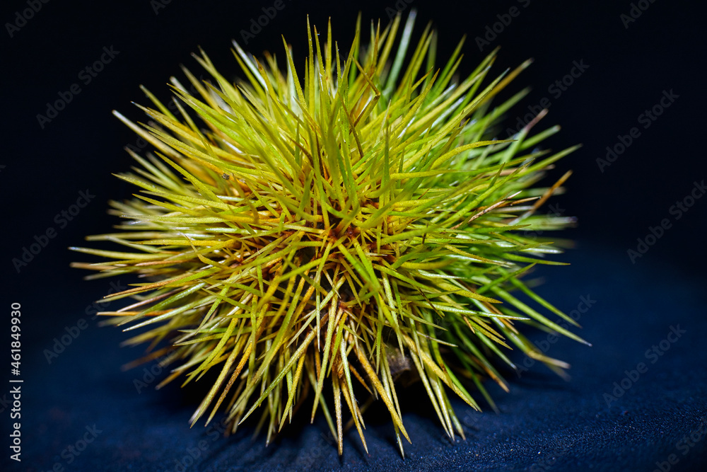chestnut chestnut