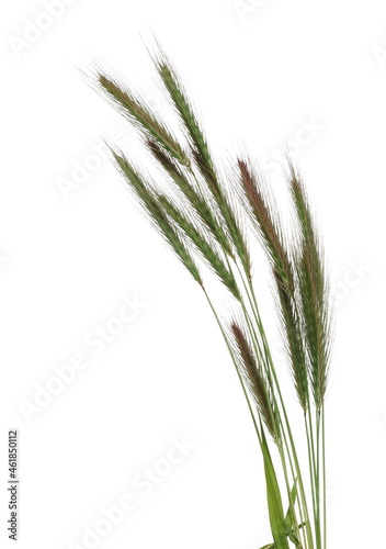 Green grass with seeds isolated on white background, clipping path