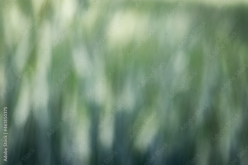 Dusting grain, pollination of plants, closeup of green ears. Cultivation of grain.