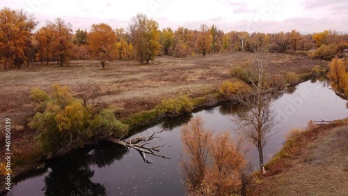Beautiful aerial landscape, drone view over river bay in golden forest. autumn colorful trees in russian countryside, Samara region, Russia 