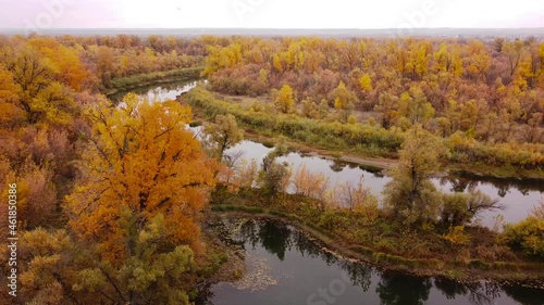 Beautiful aerial panoramic landscape, drone view over river bay in golden forest. autumn colorful trees in russian countryside, Samara region, Russia