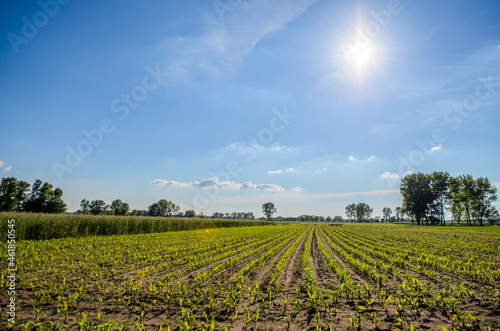 field of grain sun and blue sky