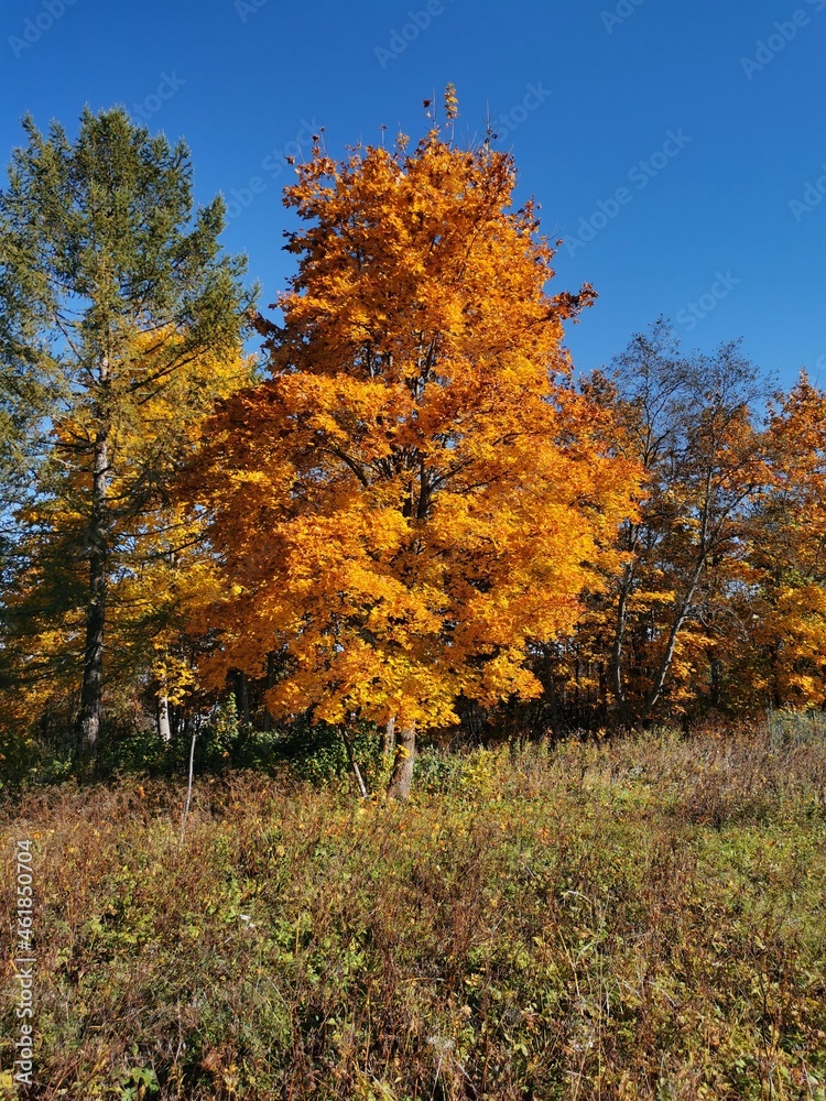 autumn garden blue sky yellow leaves evening sun