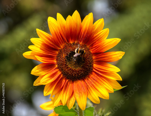 Sonnenblume und Hummel