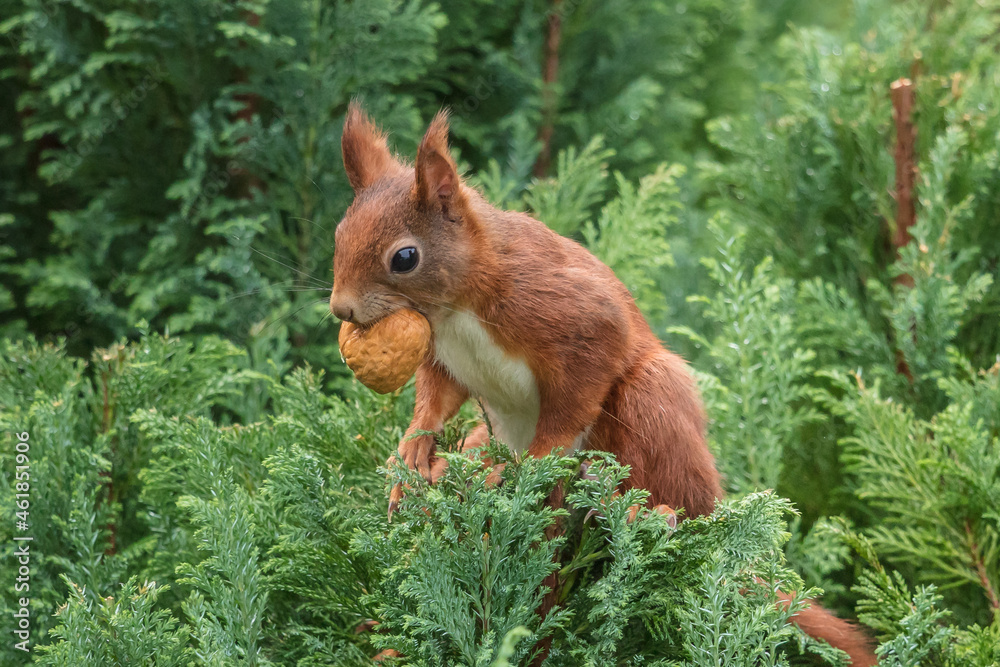 eichhörnchen eichhörnchen