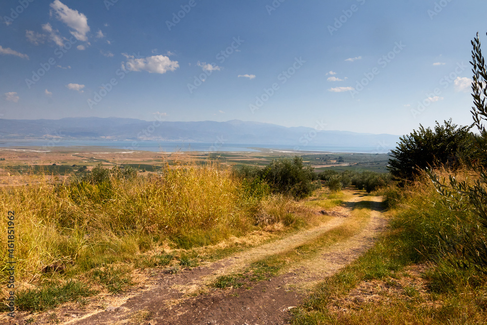 Landscape and paths with olive trees.