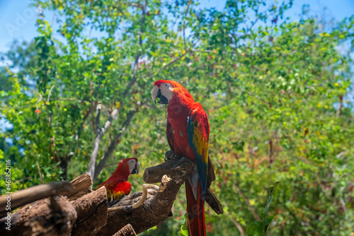 Two long tailed red macaw parrots perching on tree bark in Xcaret ecotourism park. Macau birds in forest