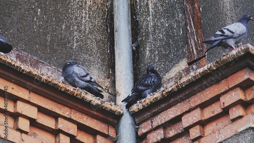 Wild City Pigeons Sitting On Building Brick Cornice Covered with Disgusting Layer of Bird Droppings Causing Surface Damage and Erosion photo