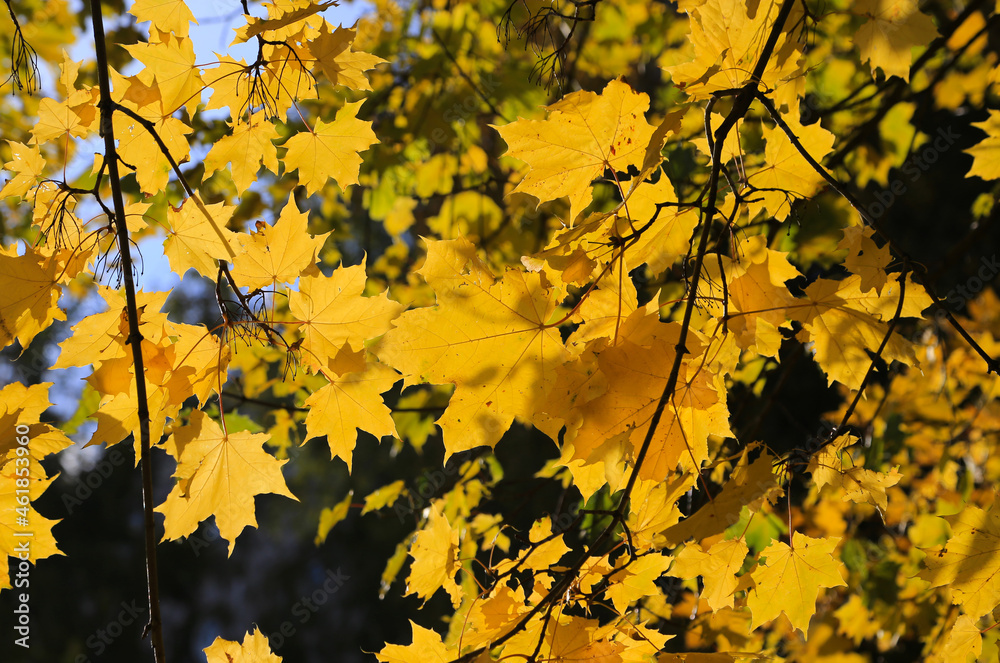 Obraz premium Bright autumn maple foliage illuminated by the sun