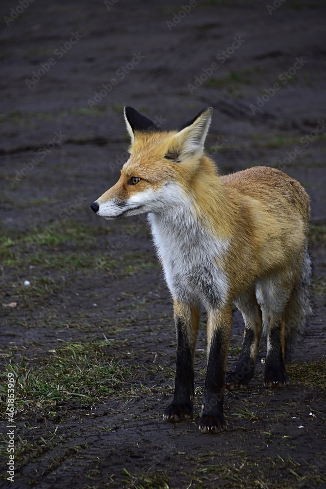 Fototapeta premium Fox arranges a photo session