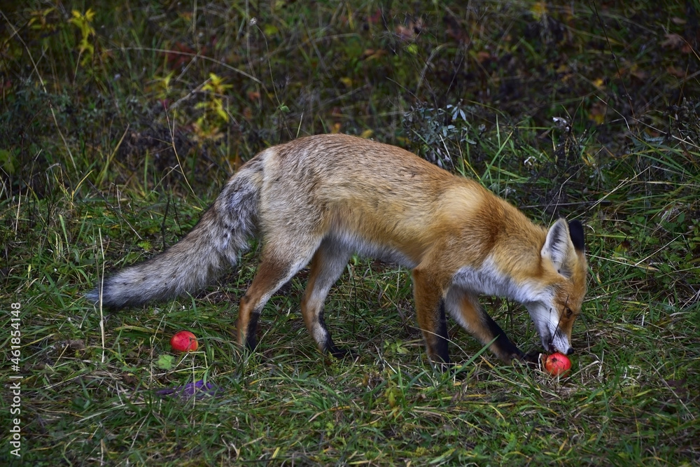 Fototapeta premium Fox eating an apple