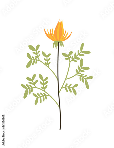 Spring flower. Botanical floral icon design. Garden plant on white background. Colorful flat vector illustration. Good decoration for wedding invitation or scrapbook