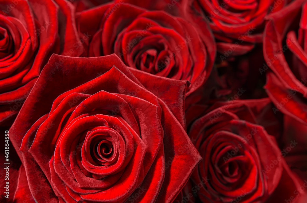fresh red roses isolated on a black background. Greeting card with roses fresh red roses isolated on a black background. Greeting card with roses
