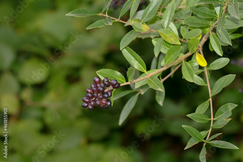 Schwarze Früchte des Ligusters, Ligustrum vulgare