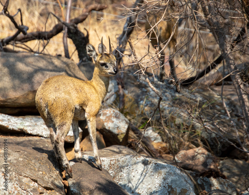 A small klipspringer antelope isolated on the rocks on an outcrop somewhere in Africa photo