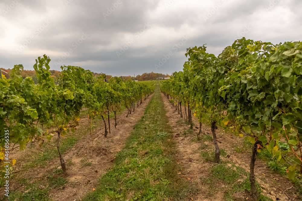 The grape plants of  Fielding Estate Winery.


