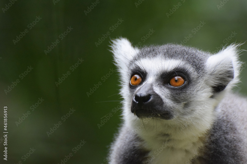 Fototapeta premium A close up of the head and face of a Madagascan ring tailed lemur with copy space to the left 