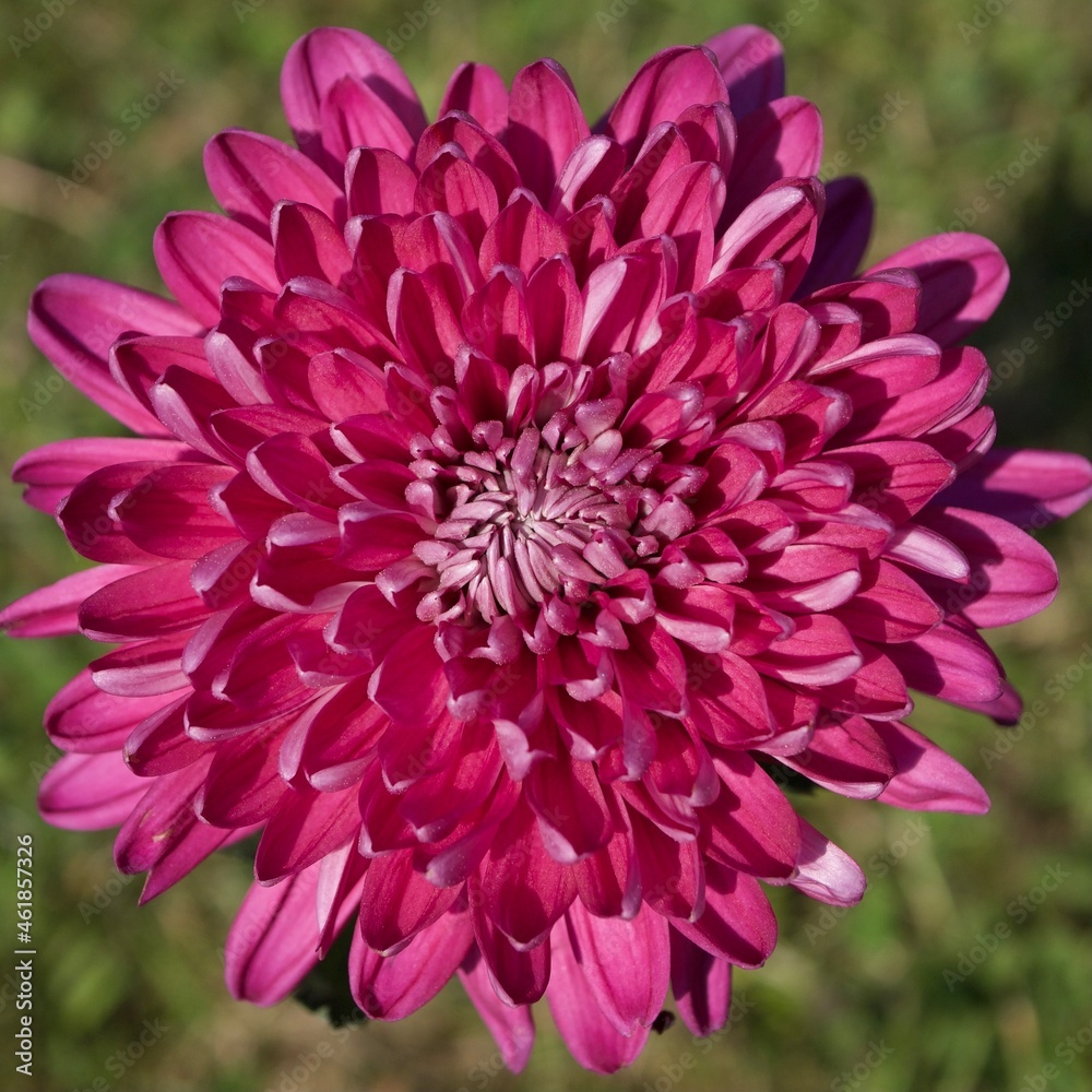 pink dahlia flower closeup pink dahlia flower closeup