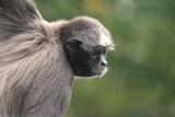 A Brown Spider Monkey or variegated spider monkey in profile hanging from a tree 